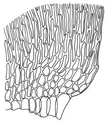 Sanionia uncinata, alar cells of branch leaf. Drawn from J. Lewinsky 74.497, CHR 240404.
 Image: R.C. Wagstaff © Landcare Research 2014 